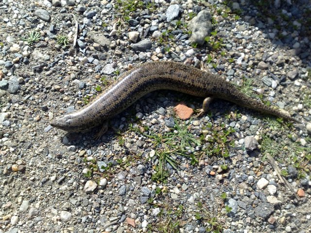 Gongilo (Chalcides ocellatus)